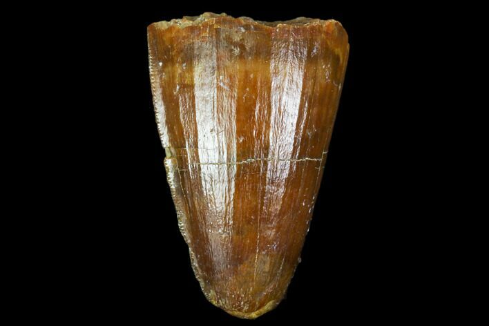 Fossil Crocodile (Elosuchus) Tooth - Morocco #109941